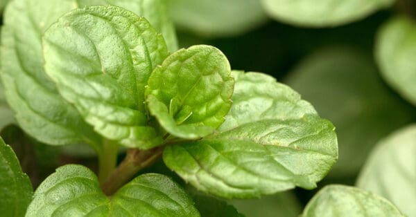 A close up of the leaves on a plant