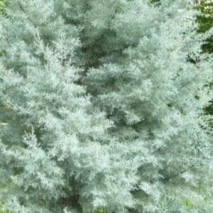 A close up of the foliage on a tree