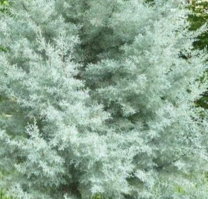 A close up of the foliage on a tree