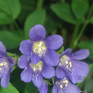 A close up of purple flowers with green leaves