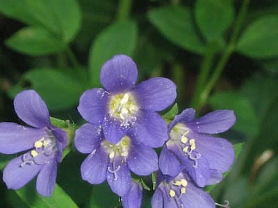 A close up of purple flowers with green leaves