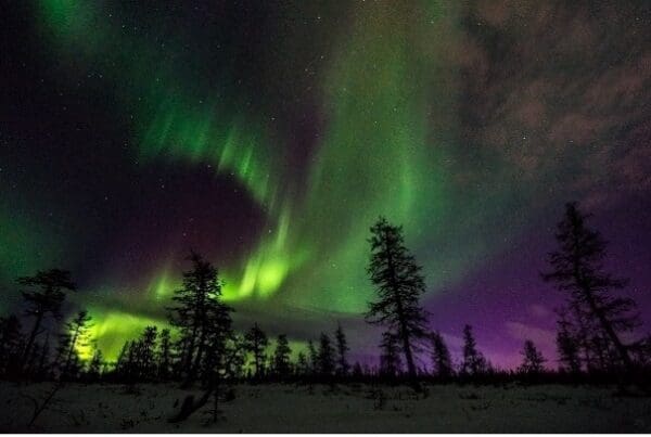 A green and purple sky with trees in the foreground.