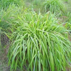 A close up of some green plants in the grass