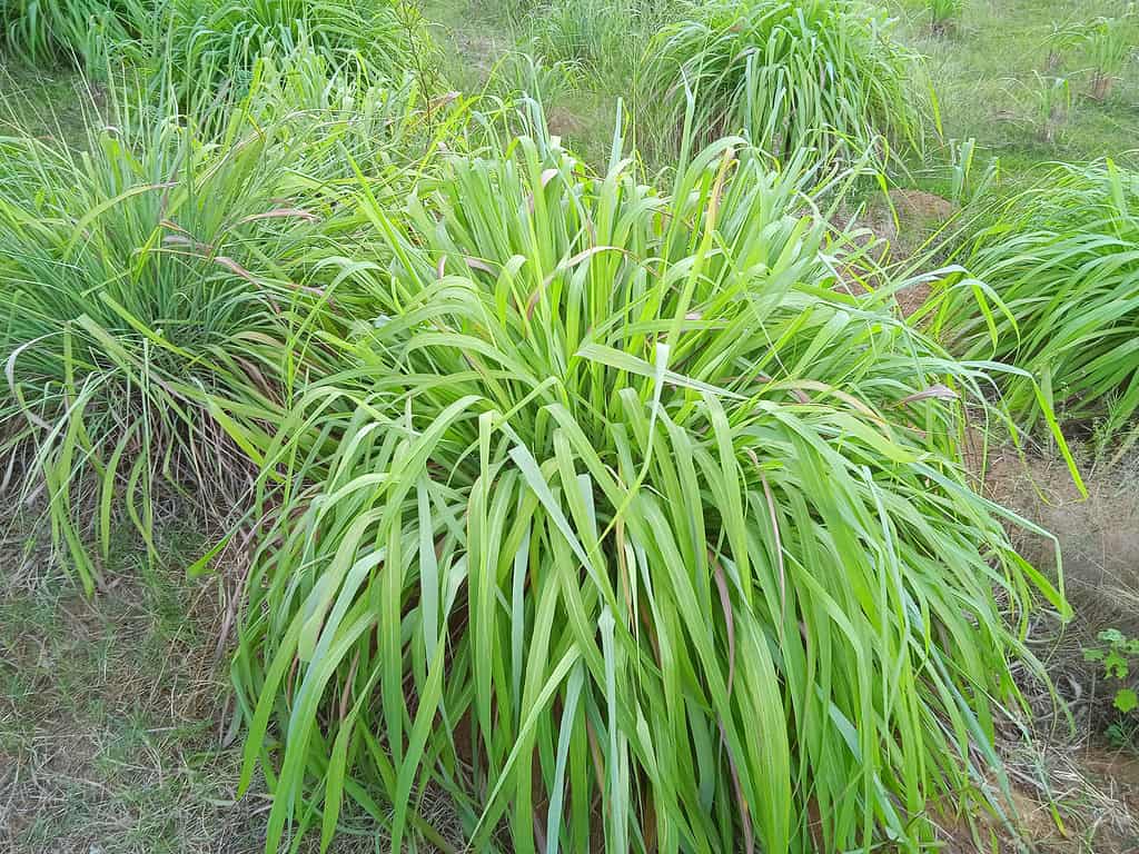 A close up of some green plants in the grass