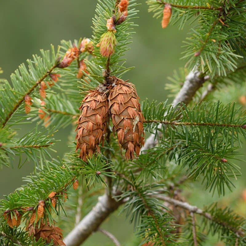 A close up of some cones on a tree