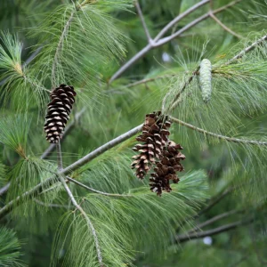 A close up of pine cones on a tree