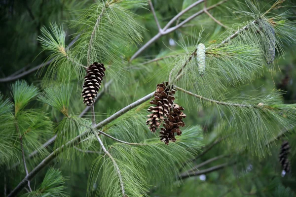 A close up of pine cones on a tree