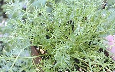 A close up of the leaves on a plant