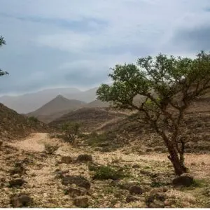 A tree in the middle of a desert with mountains behind it.