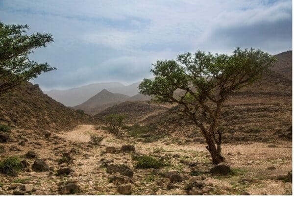 A tree in the middle of a desert with mountains behind it.