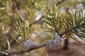 A close up of two cones on a tree