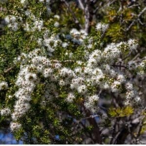 A tree with white flowers in the middle of it.