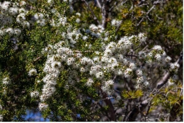 A tree with white flowers in the middle of it.