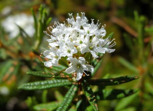 A close up of the flowers on a plant