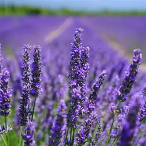 A field of purple flowers in the middle of a green grass covered field.