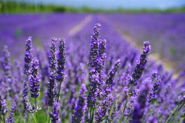 A field of purple flowers in the middle of a green grass covered field.