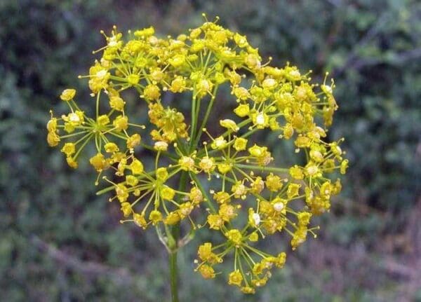 A close up of the flowers on a plant