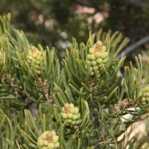 A close up of some green plants with yellow flowers