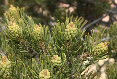 A close up of some green plants with yellow flowers