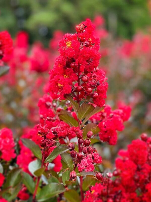 A close up of some red flowers in the grass