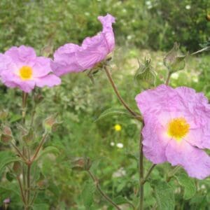 Two purple flowers with yellow centers in a field.