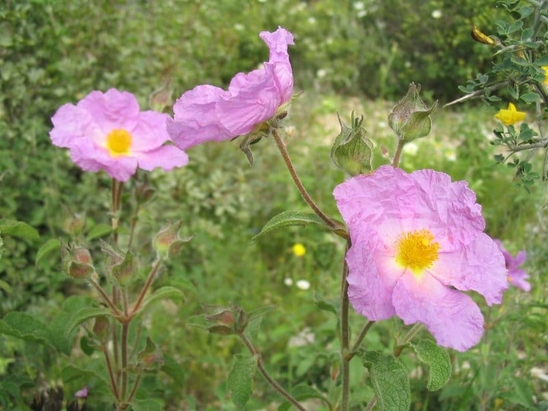 Two purple flowers with yellow centers in a field.