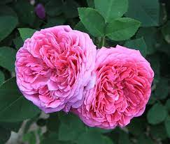 Two pink roses are sitting on the ground.