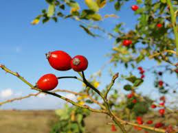 A close up of some berries on a tree