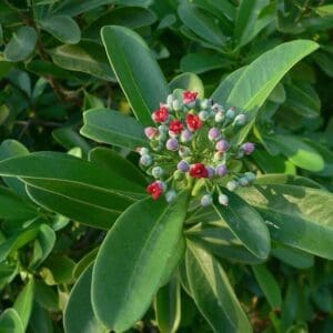 A close up of the leaves and flowers of a plant.