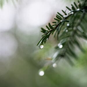 A close up of some water drops on the leaves