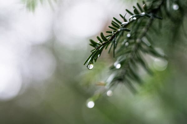 A close up of some water drops on the leaves