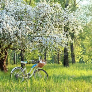 A bicycle parked in the grass near trees.