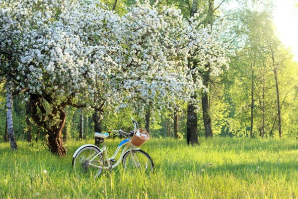 A bicycle parked in the grass near trees.