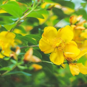 A close up of yellow flowers on a tree