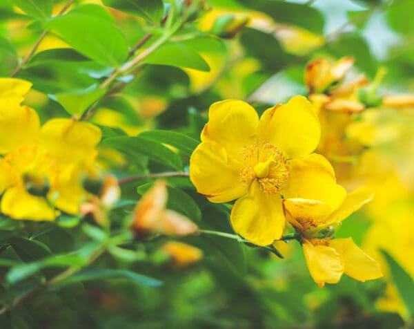 A close up of yellow flowers on a tree