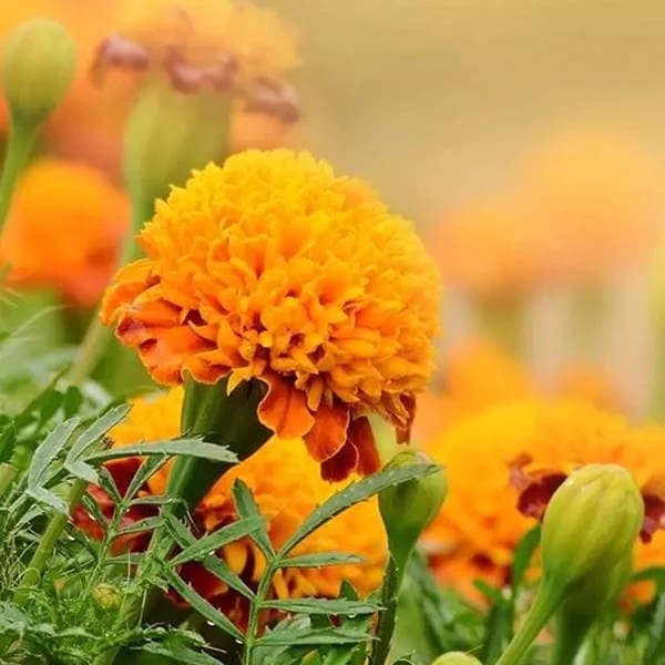 A close up of some yellow flowers in the grass