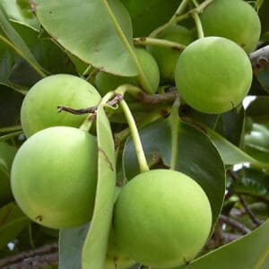 A close up of some green fruit hanging from a tree