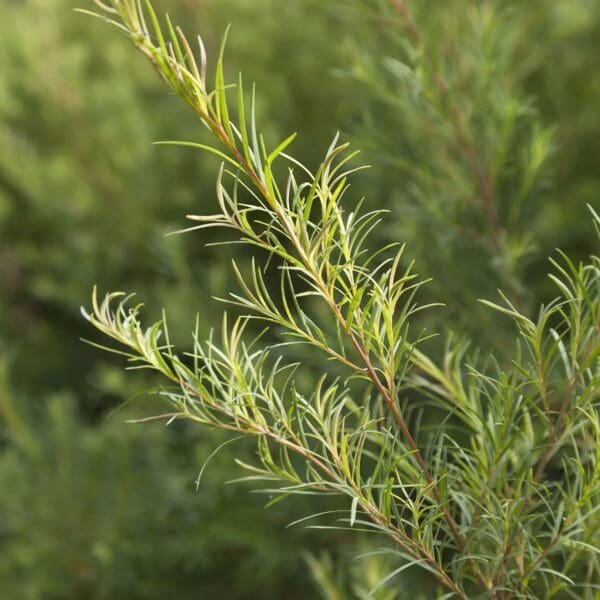 A close up of the leaves on a plant