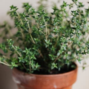 A close up of a plant in a pot