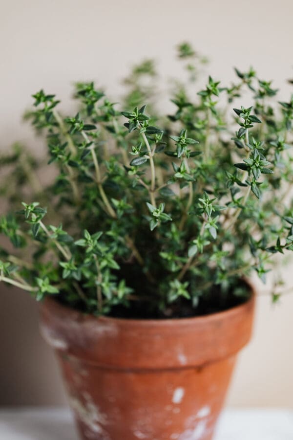 A close up of a plant in a pot