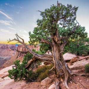 A tree on the side of a mountain