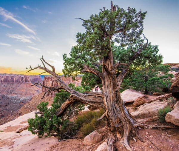 A tree on the side of a mountain