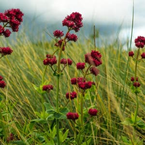 A field of red flowers in the grass.