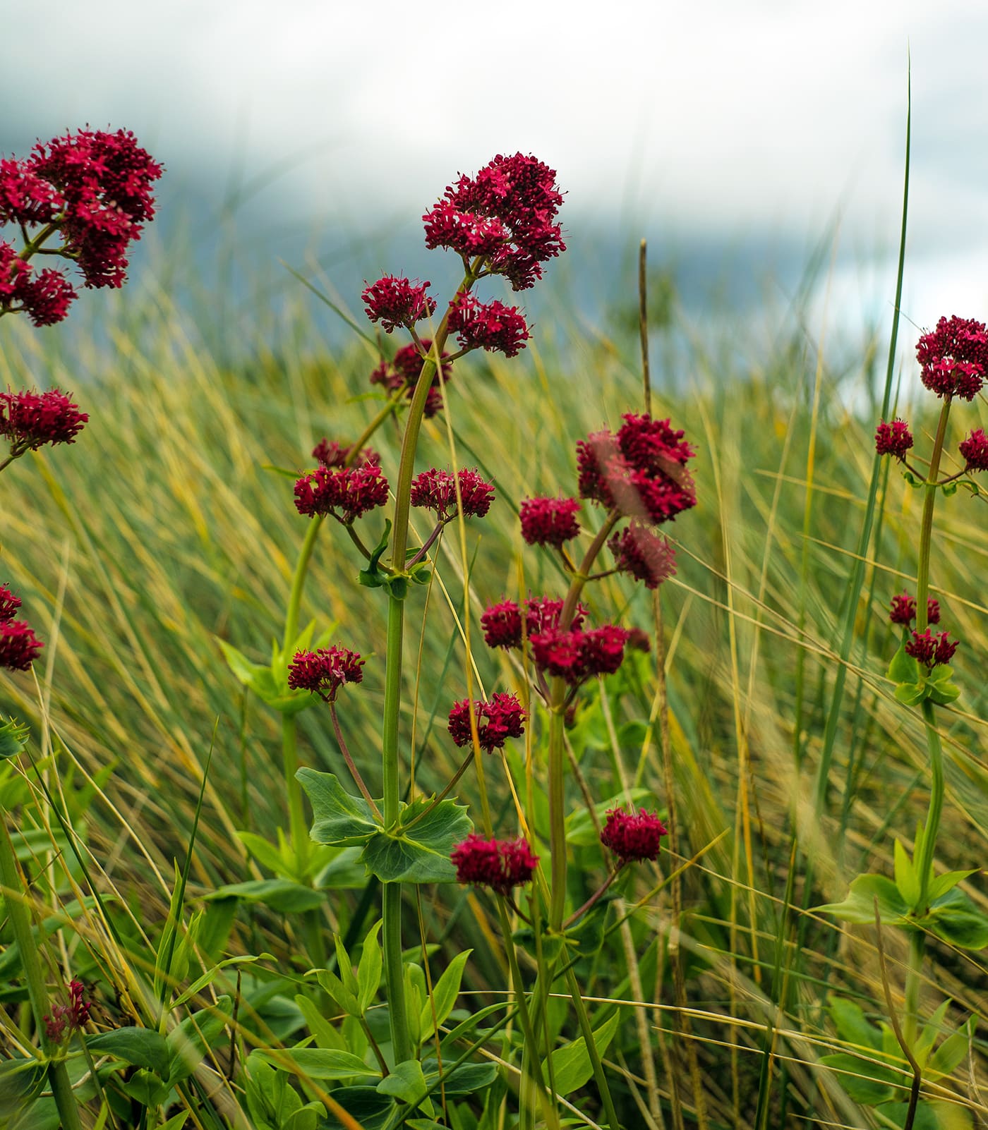 A field of red flowers in the grass.