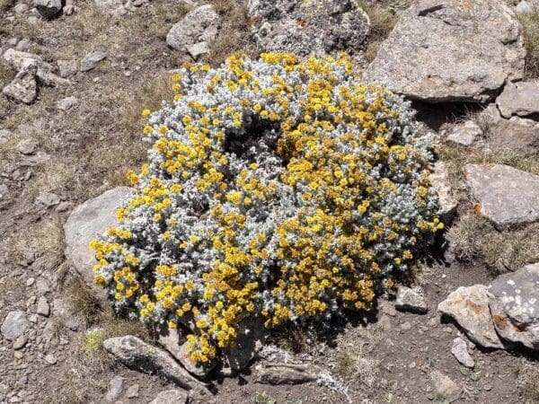 A close up of some yellow and blue plants