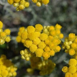 A close up of some yellow flowers