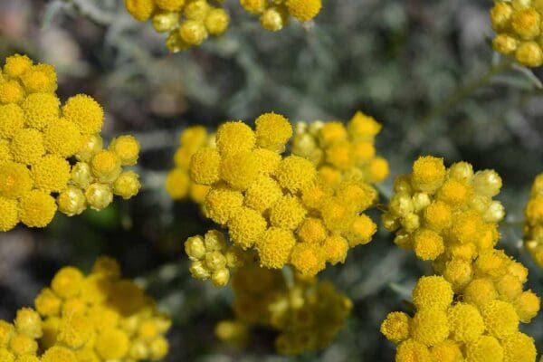 A close up of some yellow flowers