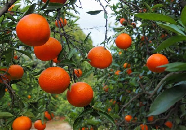 A bunch of oranges hanging from the trees