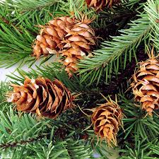 A close up of pine cones on the branches