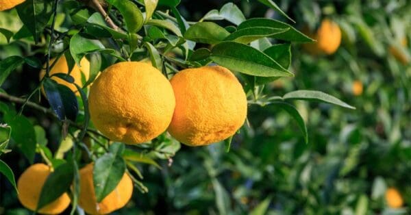 A close up of some lemons on a tree